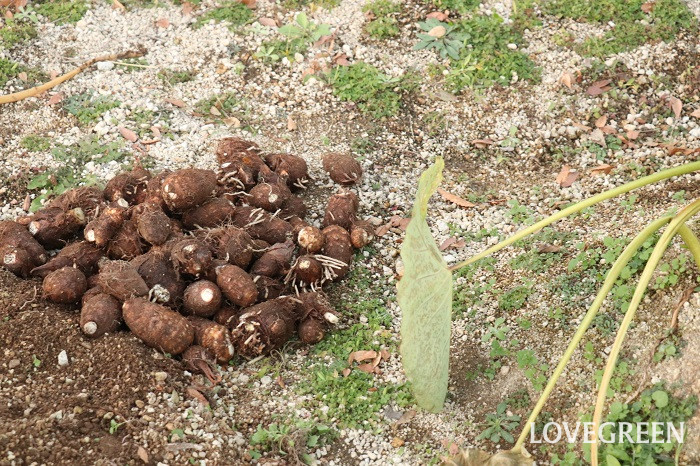 里芋　サトイモ　さといも　育て方　栽培　性質　特徴　里芋とは　　 肥料　水やり　収穫　畑　