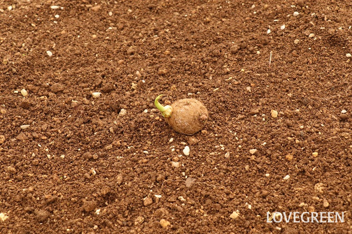 里芋　サトイモ　さといも　育て方　栽培　性質　特徴　里芋とは　　 肥料　水やり　収穫　畑　