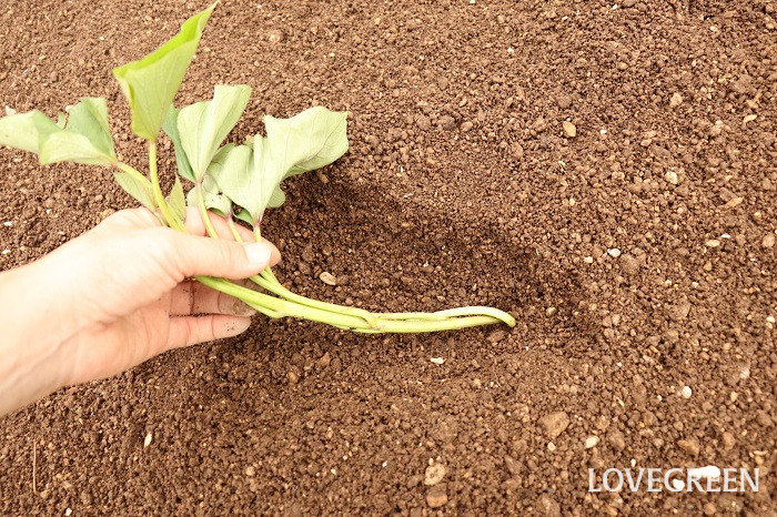 さつまいも サツマイモ さつまいも サツマイモ 育て方 栽培方法 植え付け 水やり 肥料 収穫