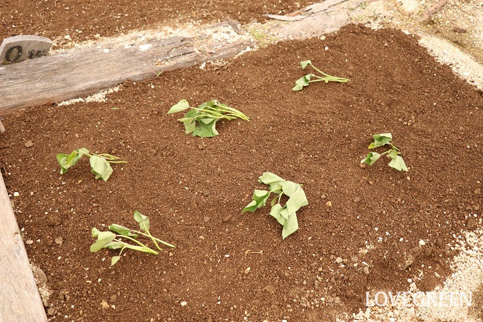 さつまいも　サツマイモ　　育て方　栽培方法　植え付け　水やり　肥料　収穫　