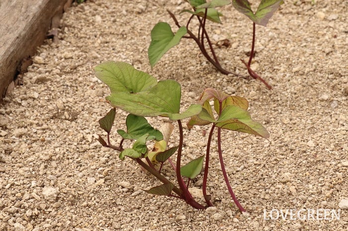 さつまいも サツマイモ さつまいも サツマイモ 育て方 栽培方法 植え付け 水やり 肥料 収穫
