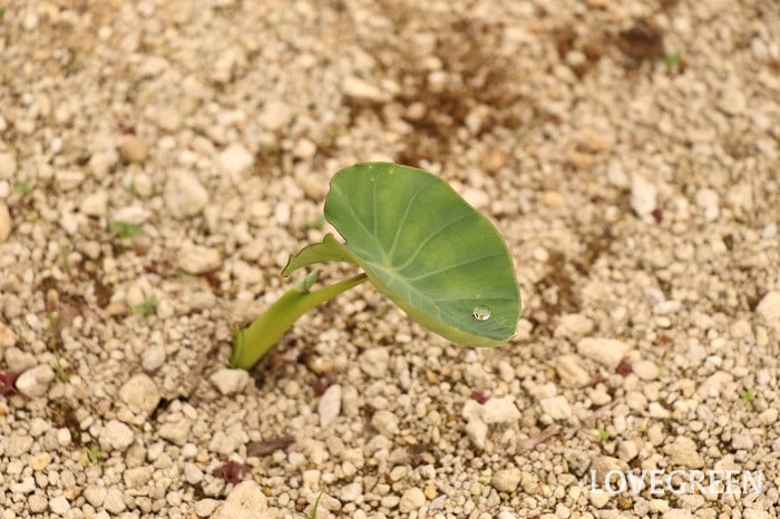 里芋 サトイモ さといも 里芋 サトイモ さといも 育て方 栽培 性質 特徴 里芋とは   肥料 水やり 収穫 畑