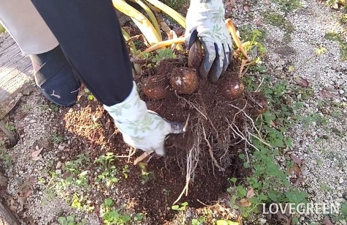 里芋 サトイモ さといも 里芋 サトイモ さといも 育て方 栽培 性質 特徴 里芋とは   肥料 水やり 収穫 畑