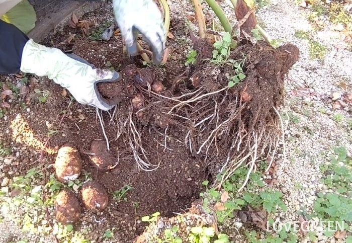 里芋 サトイモ さといも 里芋 サトイモ さといも 育て方 栽培 性質 特徴 里芋とは   肥料 水やり 収穫 畑