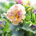 秋から長く楽しめる！パンジー＆ビオラの魅力・基本の育て方・寄せ植えテクニック