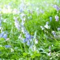 日陰でもほったらかしで毎年咲く花とハーブ。