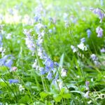 日陰でもほったらかしで毎年咲く花とハーブ。