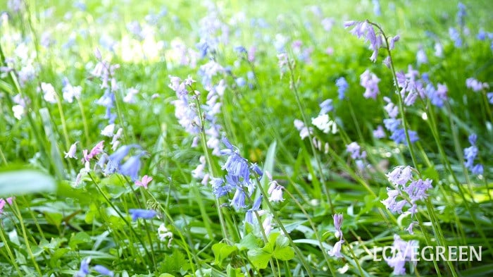 日陰でもほったらかしで毎年咲く花とハーブ。