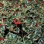 c9676507c8c36cc66b02f0baa5a8ea