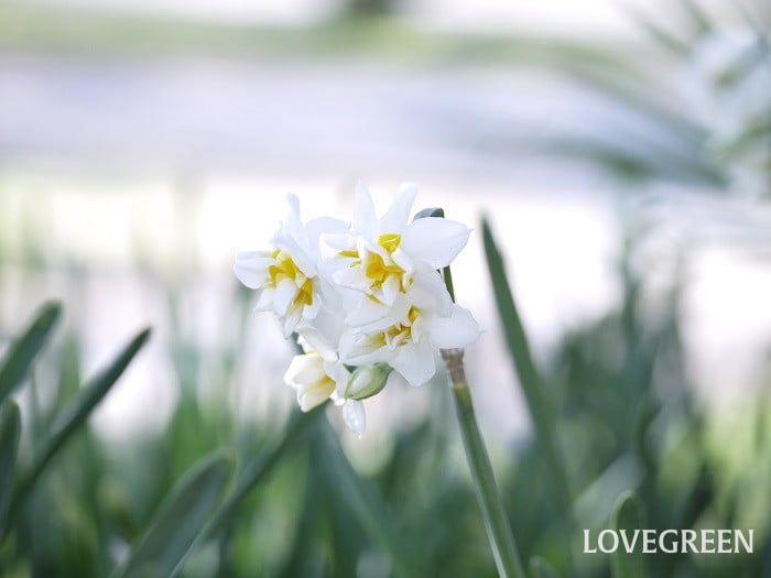 冬に咲く花一覧。日本の冬を明るく彩る花たちを46種紹介 | LOVEGREEN(ラブグリーン)