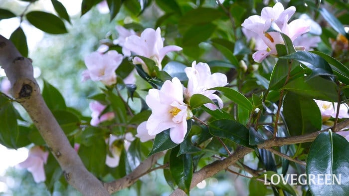 冬に咲く花一覧。日本の冬を明るく彩る花たち