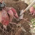 さつまいも サツマイモ  育て方 栽培方法 植え付け 水やり 肥料 収穫