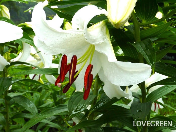 カサブランカ小 カサブランカ