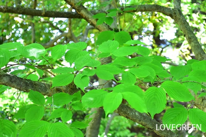 サンシュユ8 サンシュユ