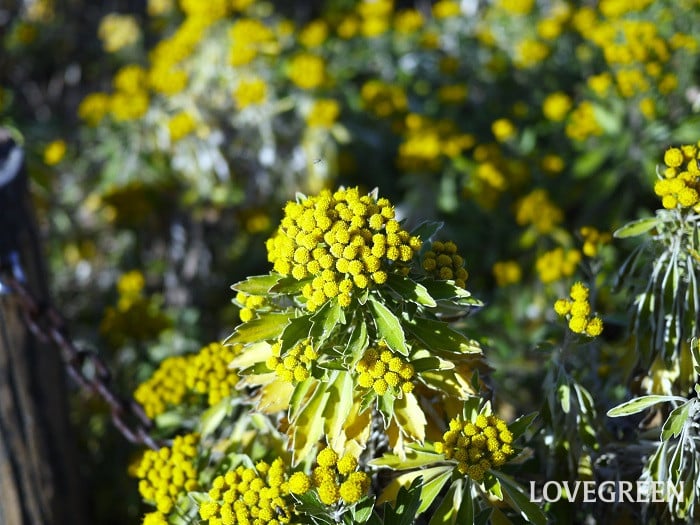 イソギク小 イソギク