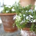 ローズマリーの鉢植えの育て方|管理、植え替え、鉢の選び方