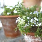 ローズマリーの鉢植えの育て方｜管理、植え替え、鉢の選び方