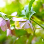 クリスマスローズの植え替え｜時期、土、地植えと鉢植えのポイント