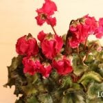 シクラメン ふわもこ