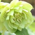 クリスマスローズ 花の特徴 性質 種類 育て方 寄せ植え おしゃれ