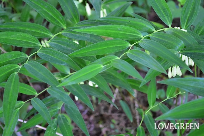 ナルコユリ6 ナルコユリ