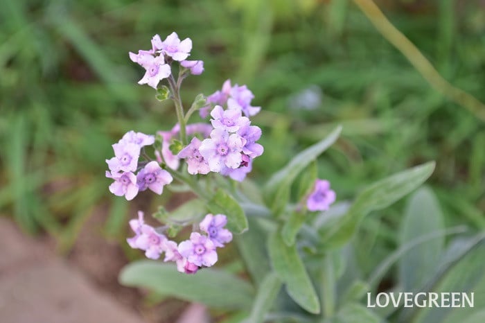 シノグロッサム2 シノグロッサム