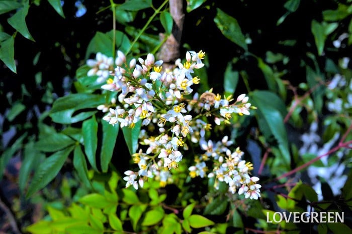 ナンテン小 ナンテン