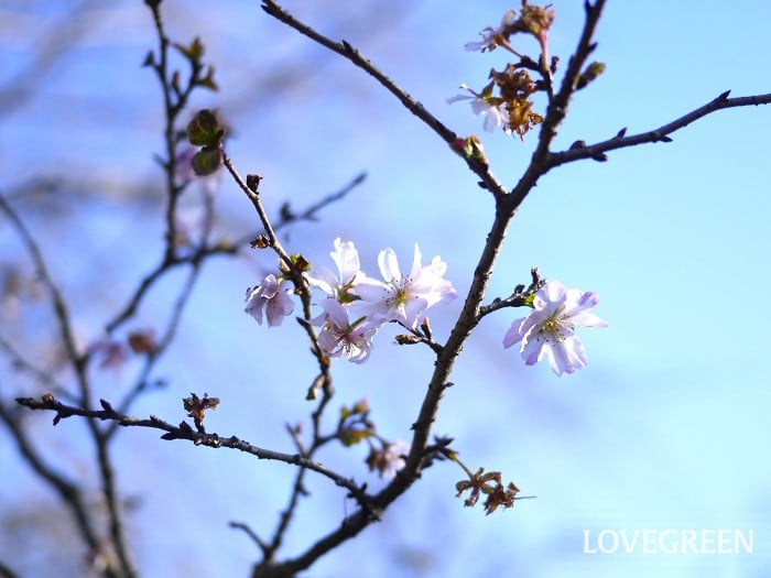 十月桜小 ジュウガツザクラ