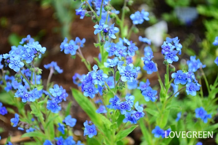 シノグロッサム シノグロッサム