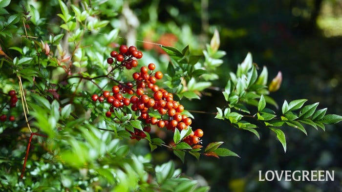 南天1小 ナンテン