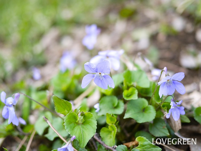 タチツボスミレ小 タチツボスミレ