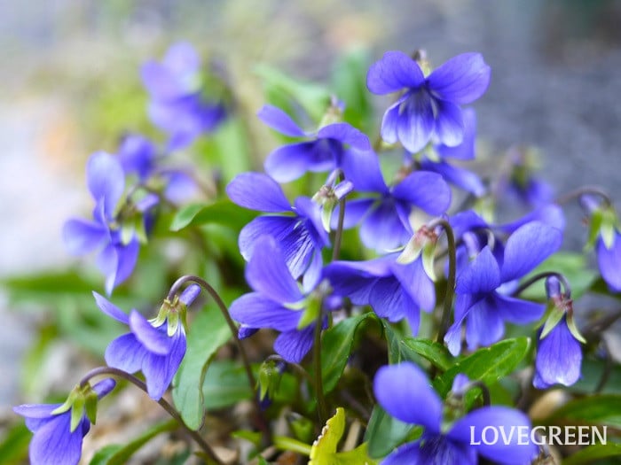 スミレ小 スミレ