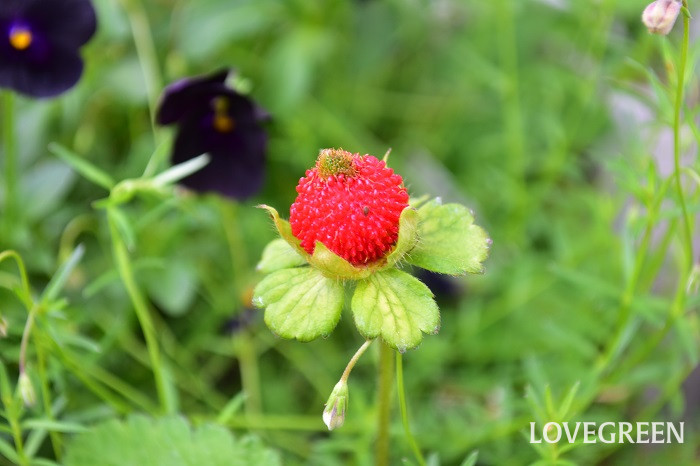 ヤブヘビイチゴ1 ヤブヘビイチゴ
