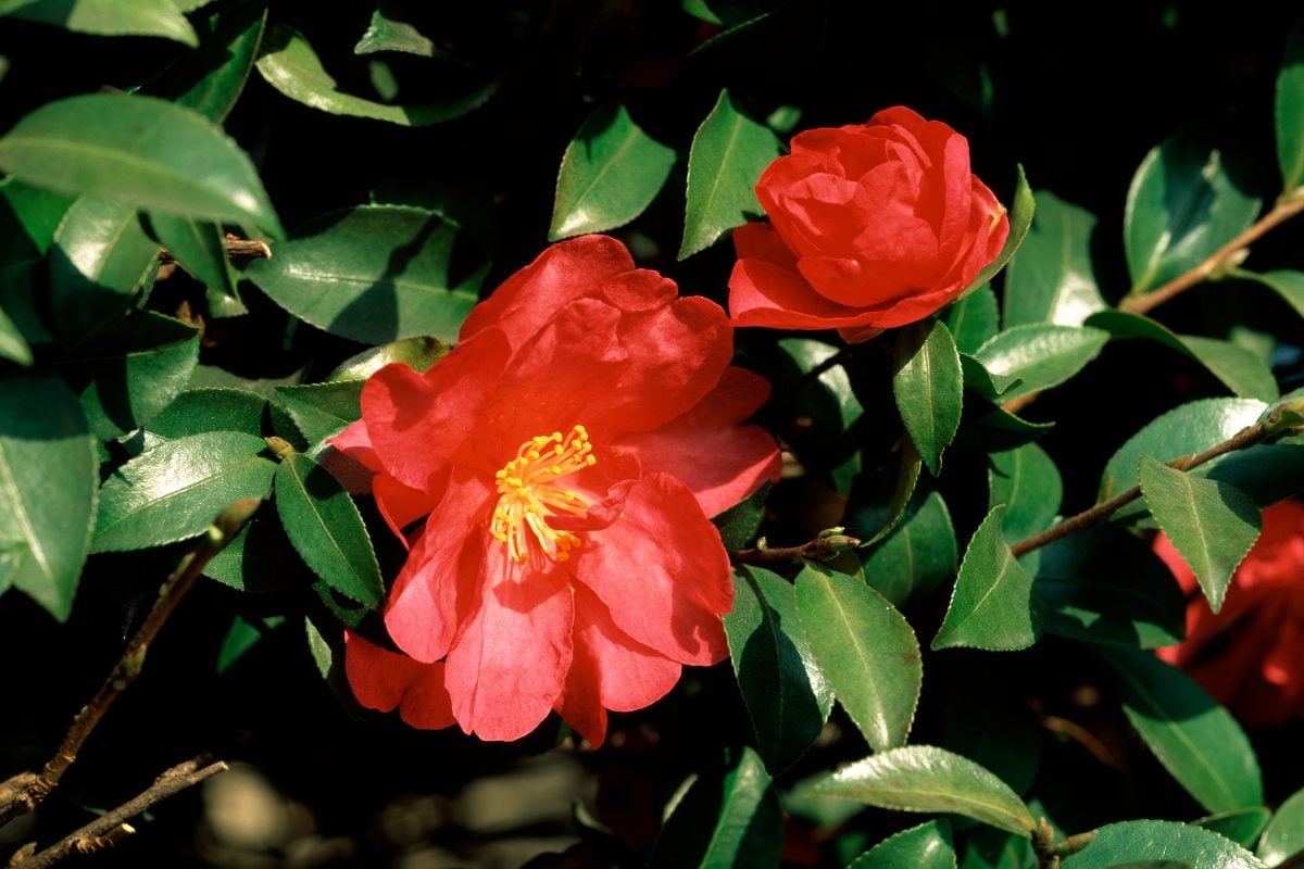 サザンカ（赤）