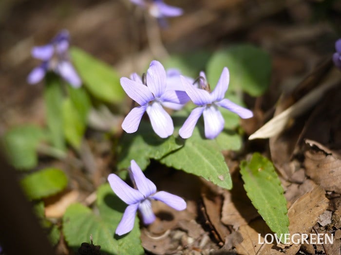 コスミレ小 コスミレ