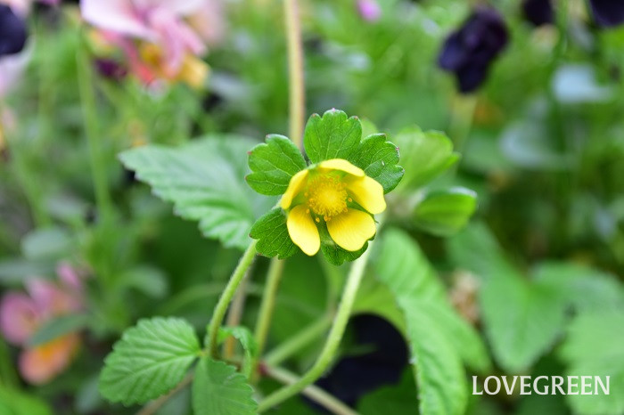 ヤブヘビイチゴ3 ヤブヘビイチゴ