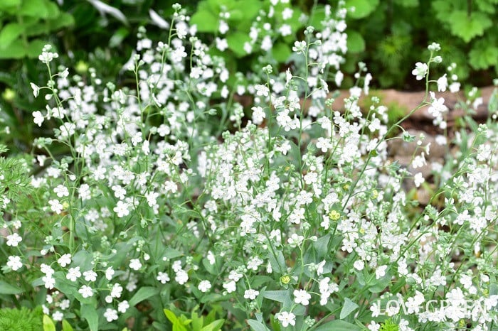 オンファロデスリニフォリア オンファロデスリニフォリア
