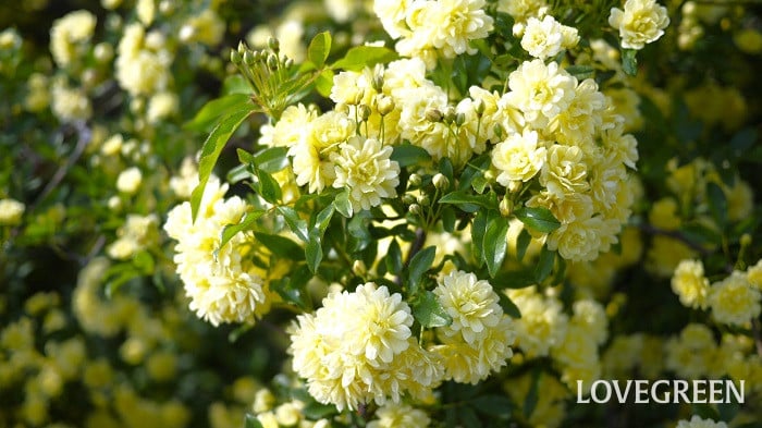 春から始めるガーデニング! おすすめの花30種