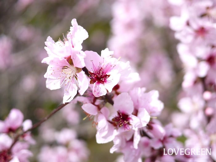 アーモンド小 アーモンド