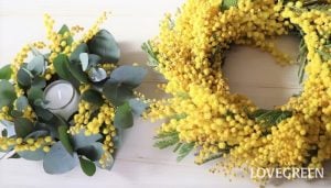 ミモザ　リース　スワッグ　切り花　庭木　育て方　剪定　コツ