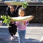 大根ひっこぬき大会