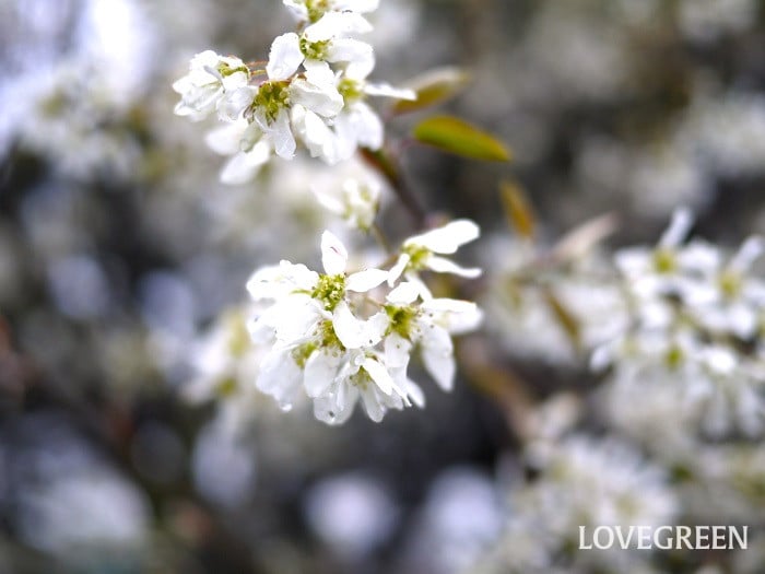 ジューンベリー小 ジューンベリー