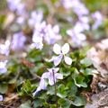 季節の花一覧【春】|野に咲く花から木に咲く花まで