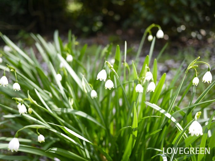 スノーフレーク小 スノーフレーク
