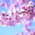 桜(サクラ)の花言葉|種類別や海外の花言葉、特徴、種類
