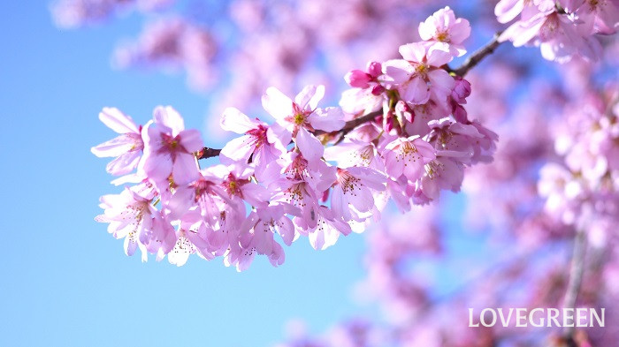 桜（サクラ）の花言葉｜種類別や海外の花言葉、特徴、種類