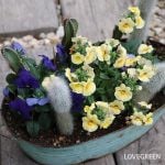 カラス対策の寄せ植え