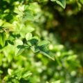 目隠しになる庭木おすすめ28種|虫がつきにくい種類や低木、花木など