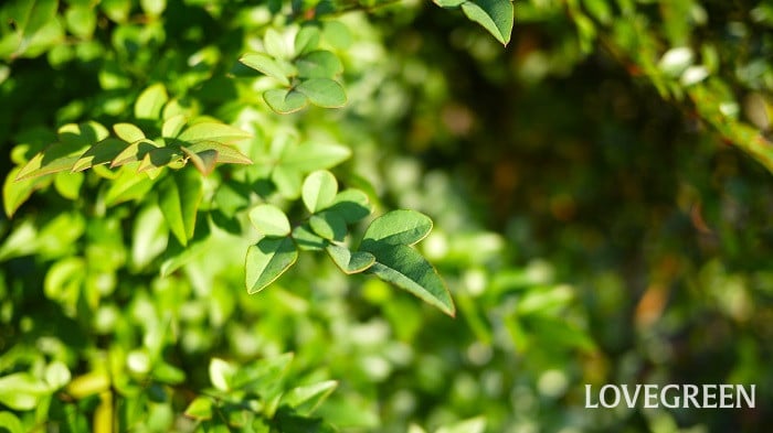 目隠しになる庭木おすすめ28種｜虫がつきにくい種類や低木、花木など