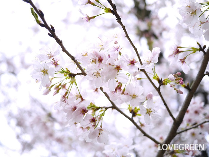 桜（サクラ）の花言葉